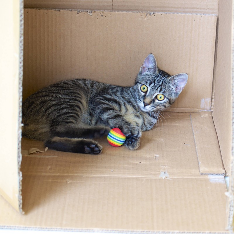 Katze spielt mit einem kleinen Ball in einer Kiste