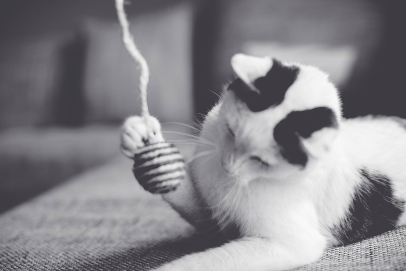 Schwarzweißfoto einer Katze mit Spielzeug: Manche Spielzeuge können für Katzen gefährlich werden