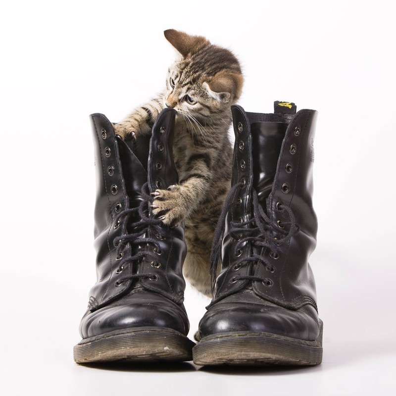 Eine Katze spielt mit einem Paar Stiefel