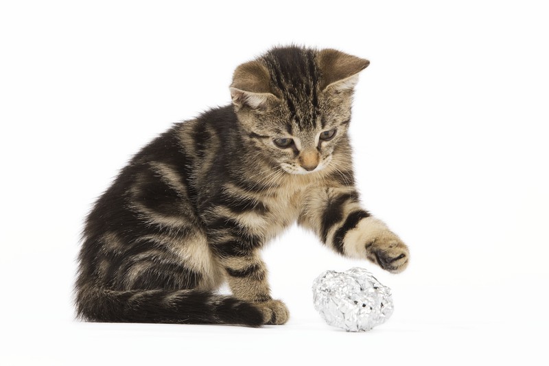 Eine Katze mit einer Kugel aus Alufolie
