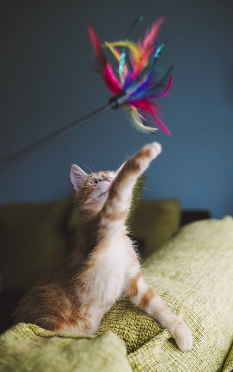 Babykatze spielt mit Federspiel: Es kann giftigen Kleber enthalten