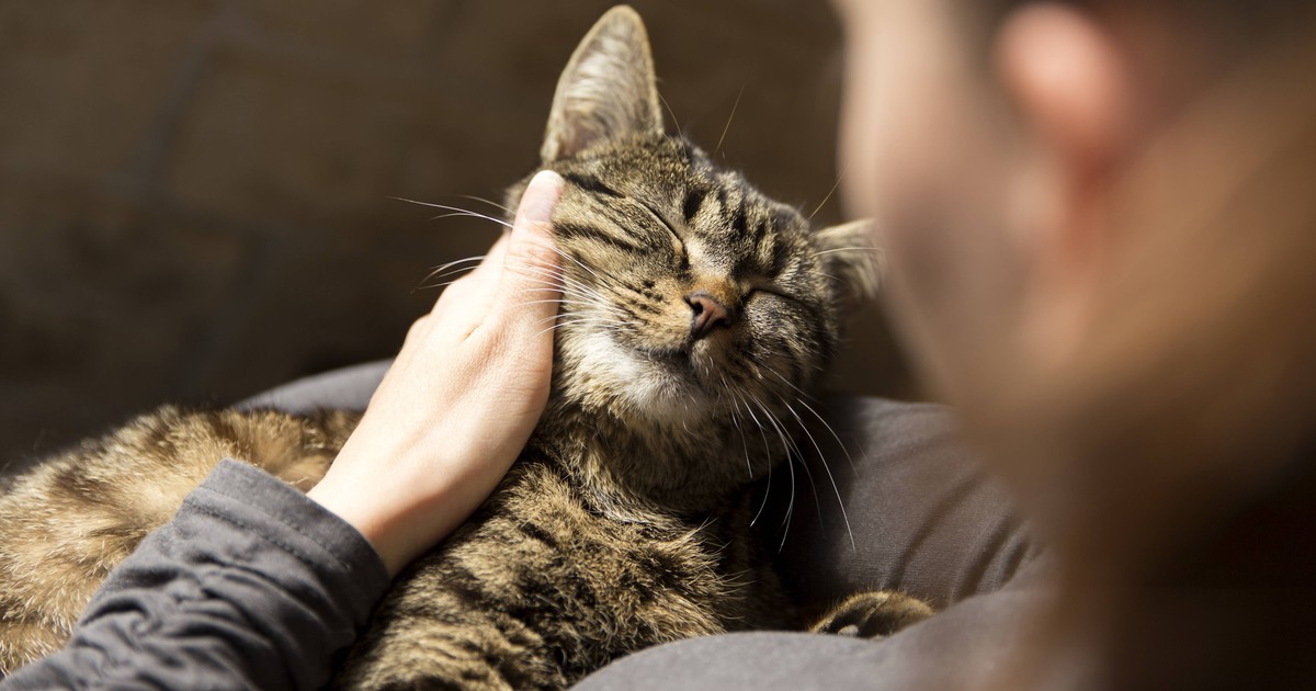 Gründe, warum Katzen gerne mit dir kuscheln - und warum eher nicht