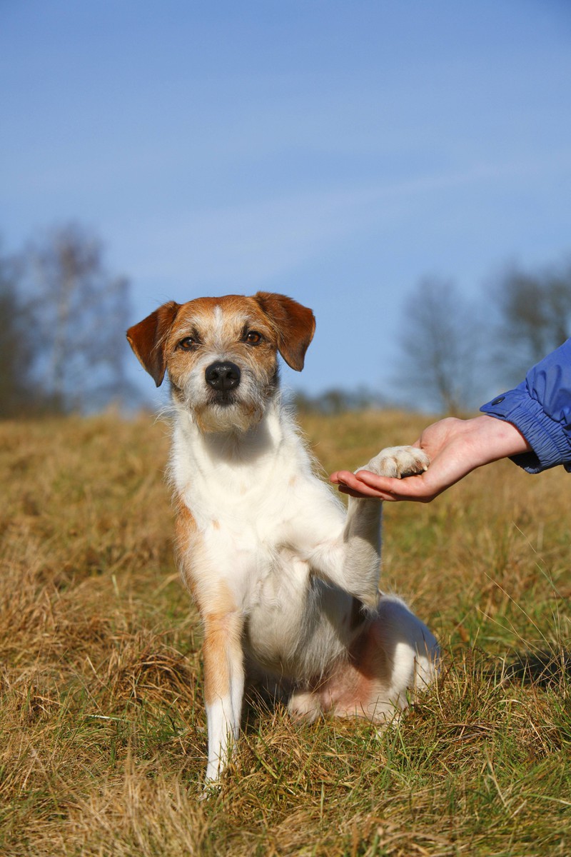 Den Trick Gib Pfote sollte jeder Hund kennen.