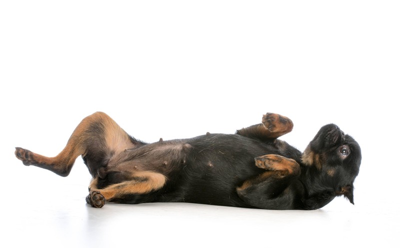 Der hund sollte eine Rolle können