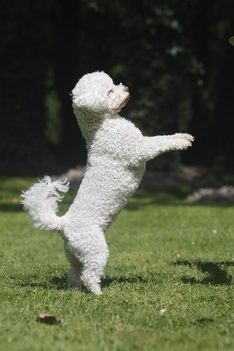 Männchen Machen ist ein weiterer Trick, den Hunde kennen sollten
