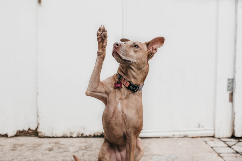 Ein weiterer Trick ist High Five