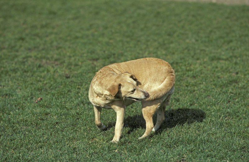 Ein Trick für Hunde ist sich im Kreis drehen