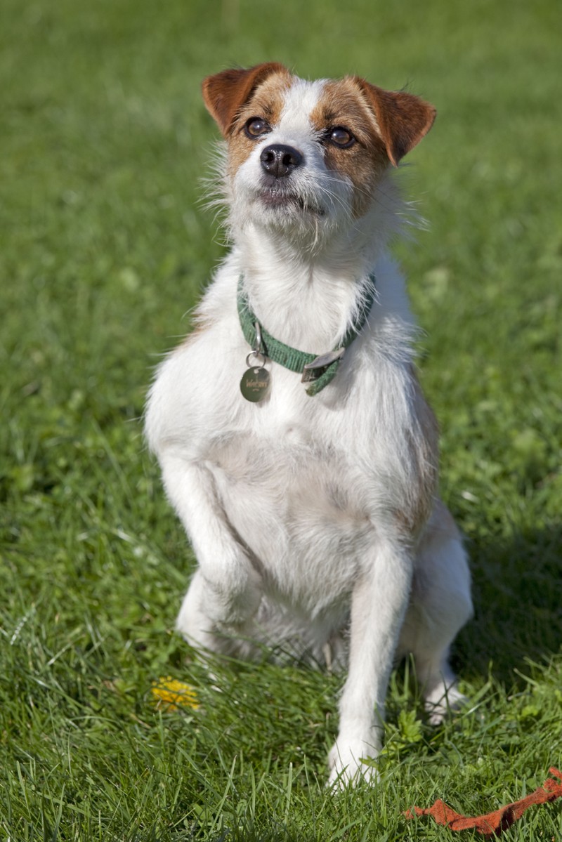 Ein weiterer Trick für Hunde ist Steppen