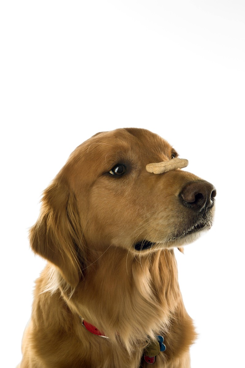 Ein letzter trick für Hunde wäre ein Leckerli auf der Nase zu balancieren.