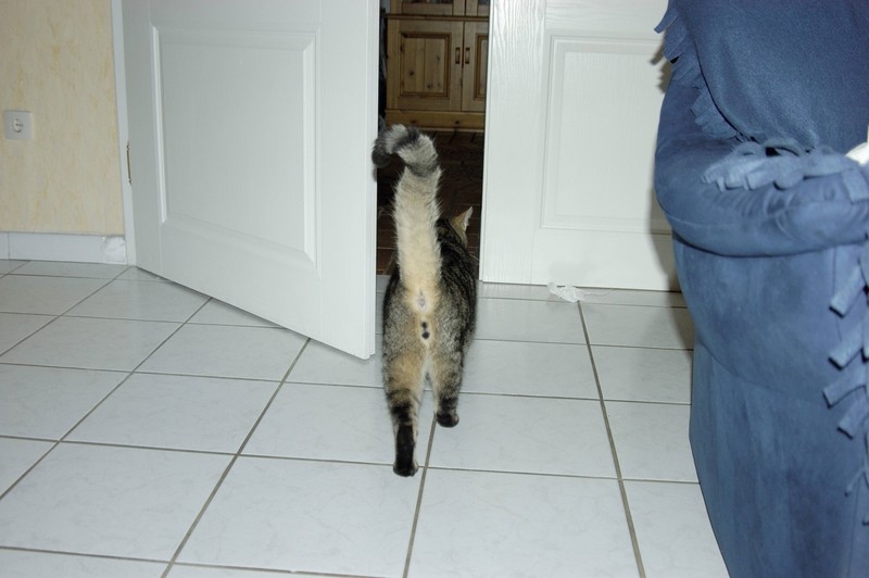 Aus einem Grund laufen Katzen manchmal einfach davon, wenn wir sie streicheln.