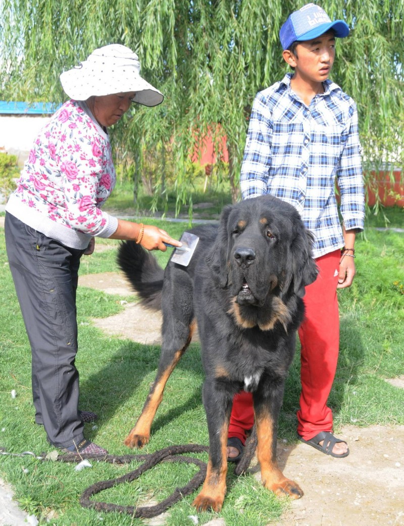 Der Tibetmastiff oder Tibetian Mastiff ist gerade eine sehr gefragte Hunderasse, weshalb sie in dem Hunde-Quiz vorkommt