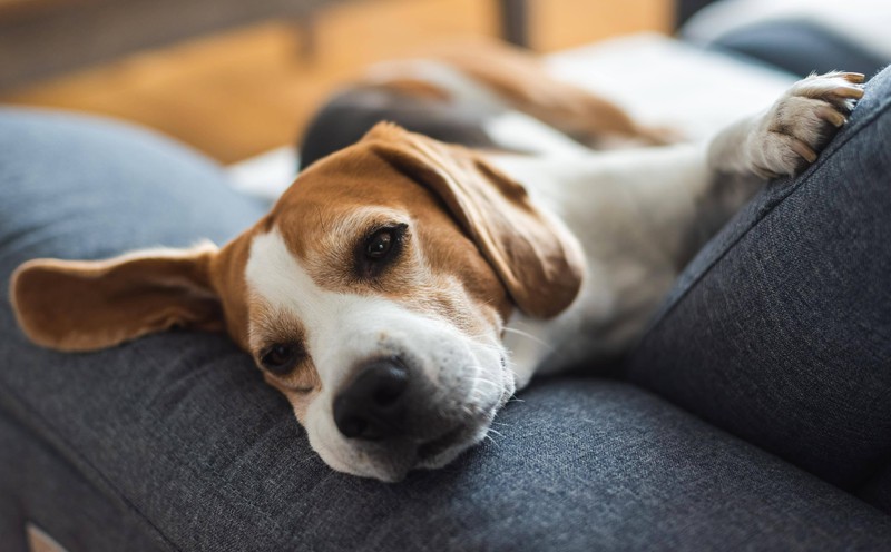 Ein Beagle-Hund im Hunde-Quiz