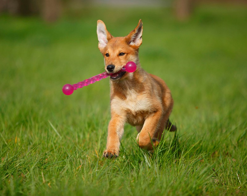 Ein Harzer Fuchs im Hunde-Quiz