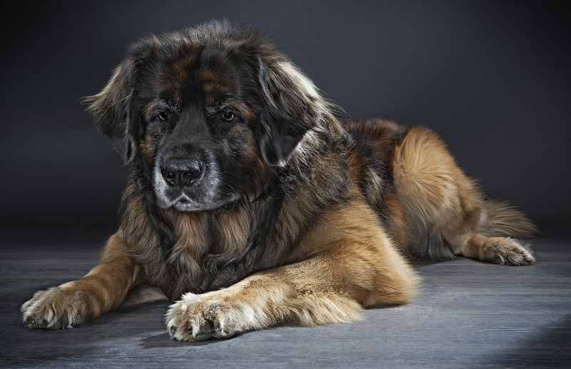 Ein Leonberger im Hunde-Quiz