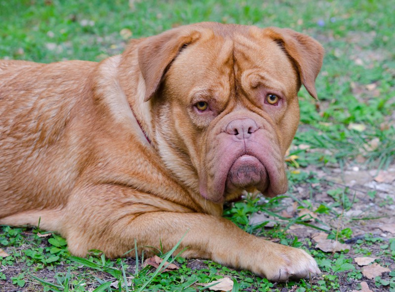 Eine Bordeauxdogge im Hunde-Quiz