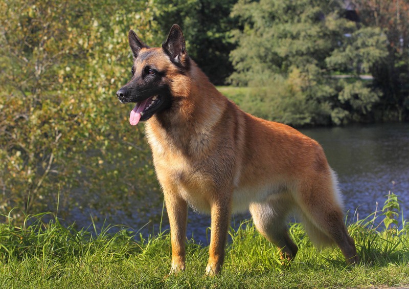 Der Belgische Schäferhund wird oft als Rettungshund gehalten.