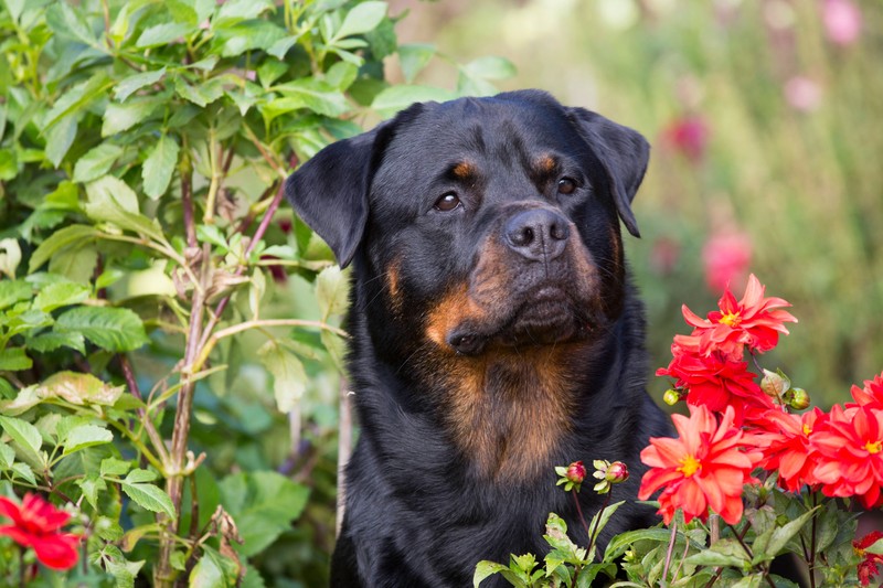 Ein cleverer Rottweiler sitzt im Garten zwsichen Blumen und Sträuchern