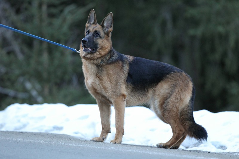 Ein Deutscher Schäferhund steht im Schnee an seiner Leine. Er gilt als intelligenter und eigensinniger Hund.