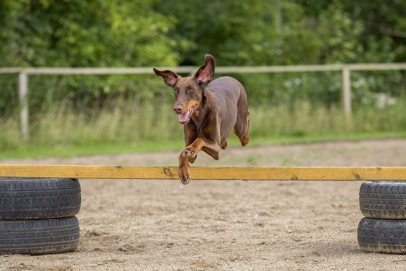 Ein Dobermann springt über ein Hindernis beim Parcours. Die Hundeart gilt als sehr schlau.