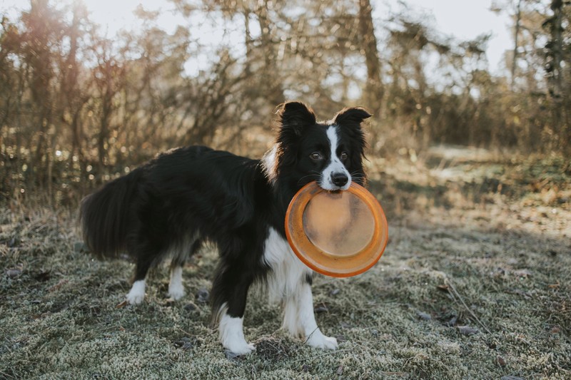 Ein schlauer Border Collie trägt eine Frisbeescheibe im Maul