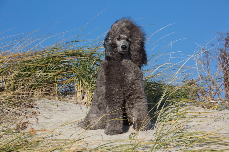 Ein schwarzer Pudel steht auf einer Düne: Die schlaue Hunderasse wird auch als Blindenführhund eingesetzt
