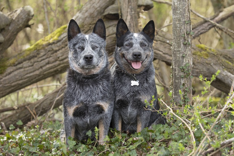 Zwei Australian Cattle Dogs sitzen im Efeu im Wald: Sie gehören zu den schlauen Hunderassen