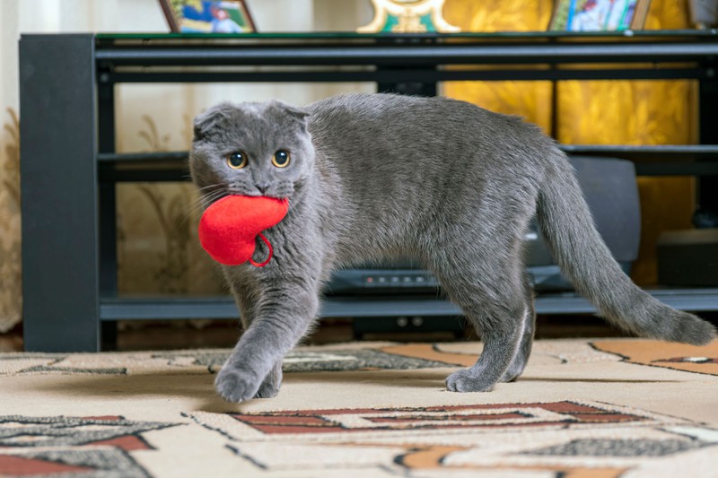 Eine Katze spielt mit ihrem Spielzeug.