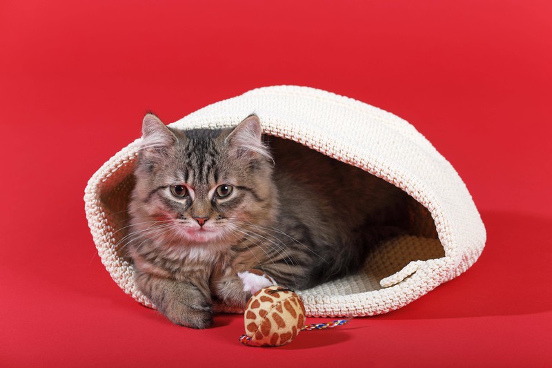 Eine Katze will nicht spielen