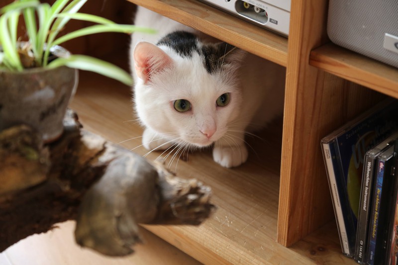 Katze versteckt sich