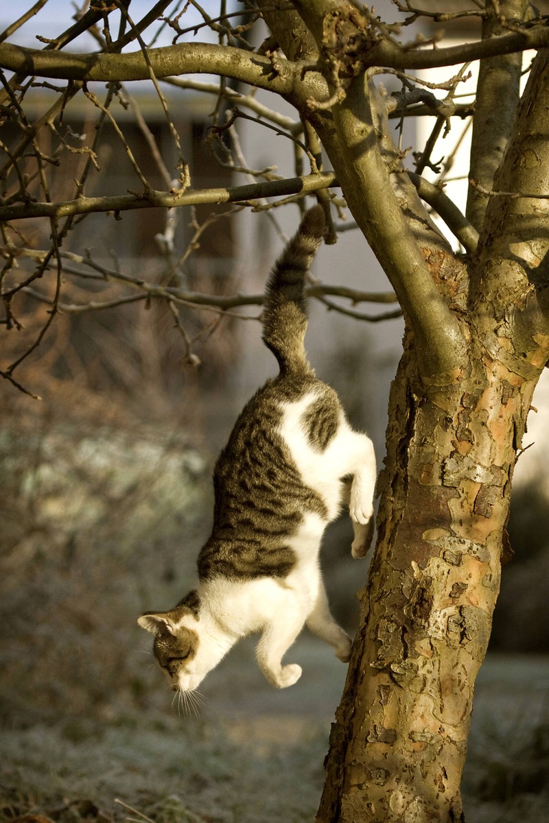Eine Katze springt vom Baum: Ist sie krank? Anzeichen, die dafürsprechen