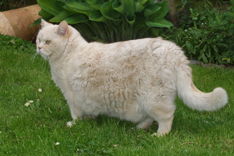Katze hat Übergewicht