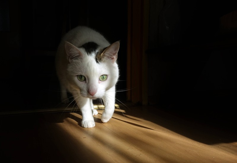 Katze schleicht ungewohnt
