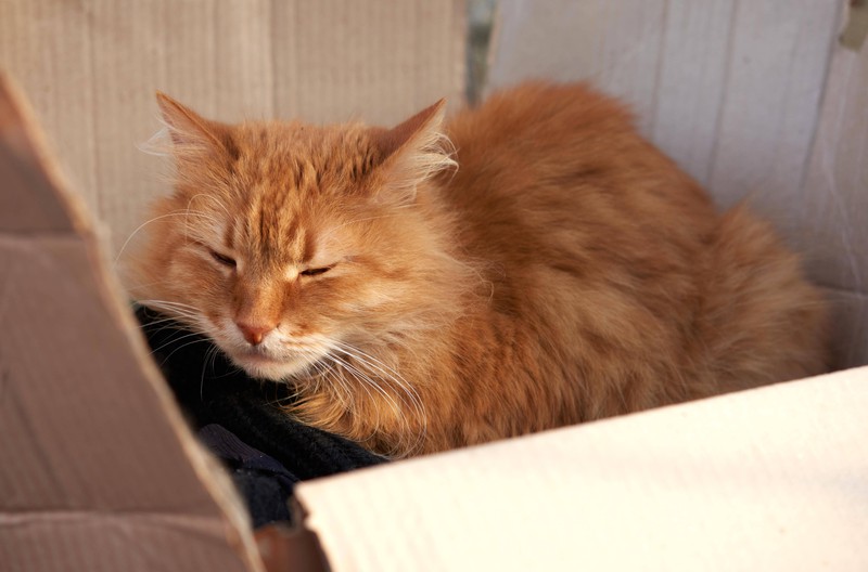 20 Fehler, die viele Katzenbesitzer machen