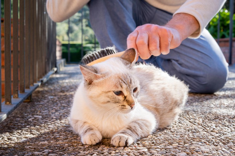 20 Fehler, die viele Katzenbesitzer machen