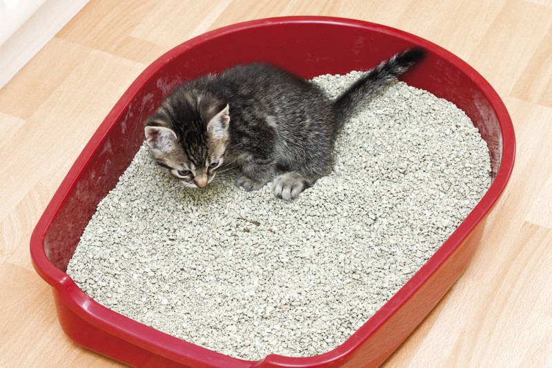 Ein Fehler bei der Erziehung der Katze ist falsches timing