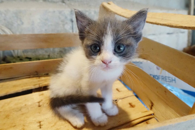 Ein Fehler bei der Erziehung der Katze ist sie anzuschreien
