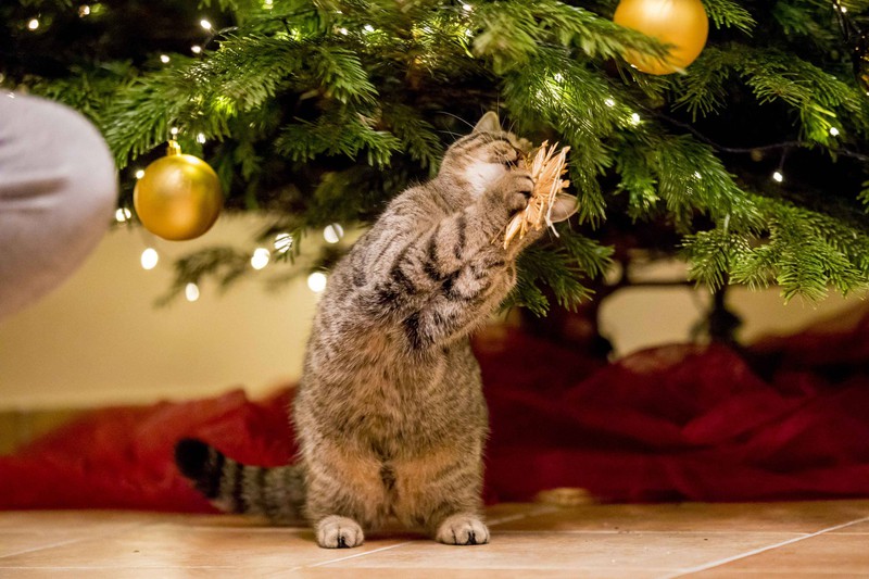 Ein Fehler bei der Erziehung der Katze ist sie anzuschreien