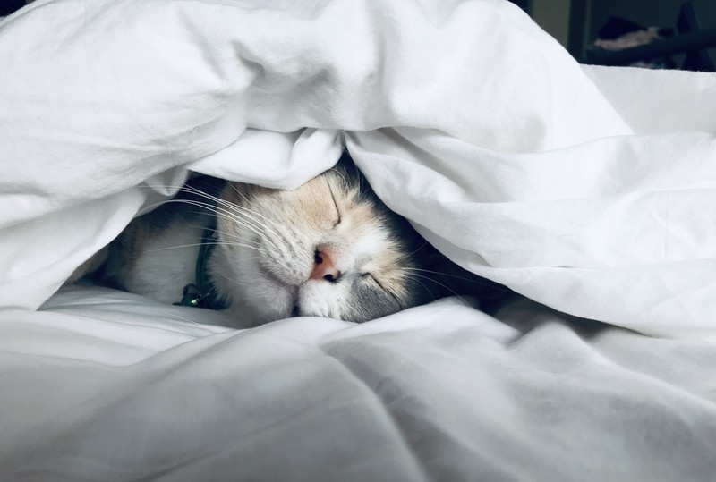 Ein Fehler bei der Erziehung der Katze ist ungeduldig zu sein