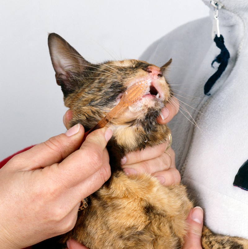 20 Fehler, die viele Katzenbesitzer machen
