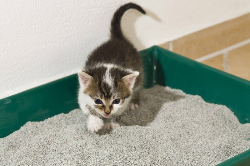 20 Fehler, die viele Katzenbesitzer machen