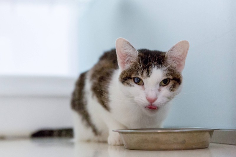 Katze frisst aus Fressnapf