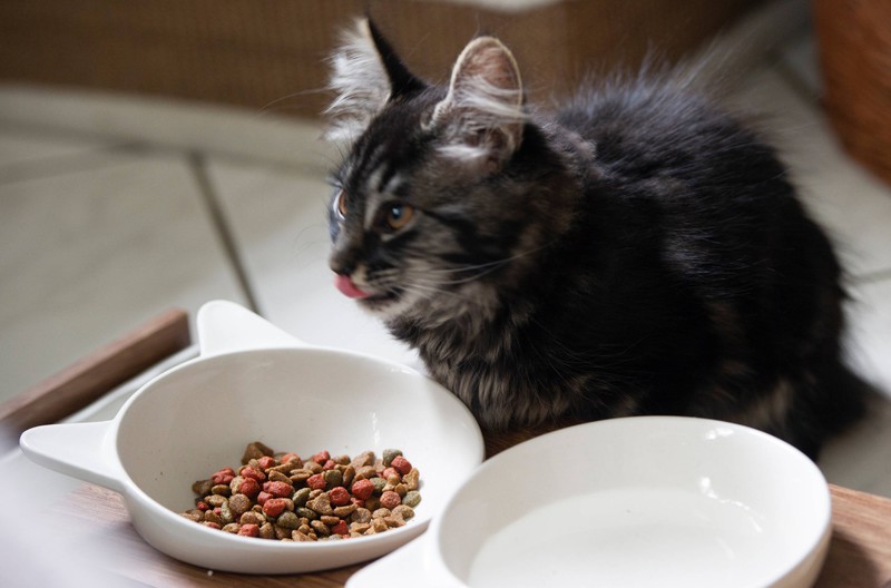 20 Fehler, die viele Katzenbesitzer machen