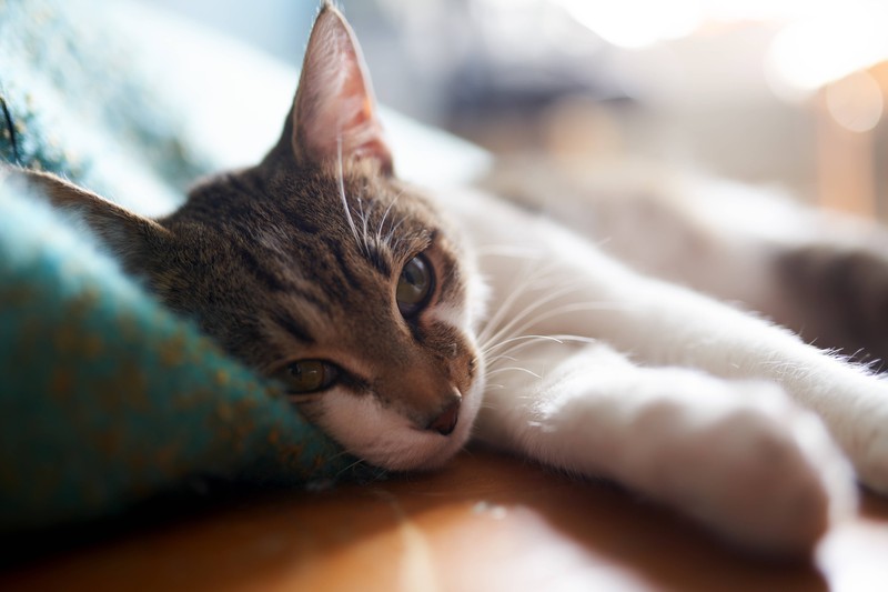 20 Fehler, die viele Katzenbesitzer machen