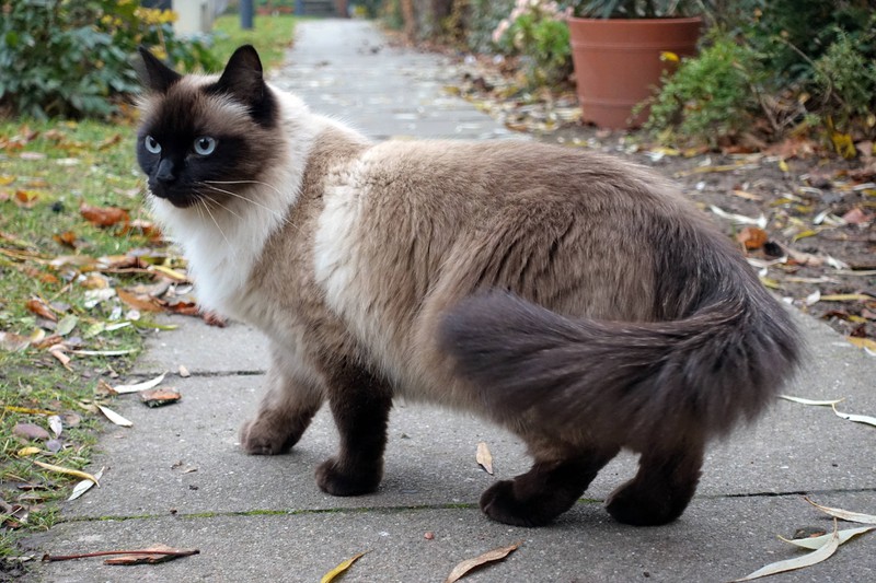 20 Fehler, die viele Katzenbesitzer machen