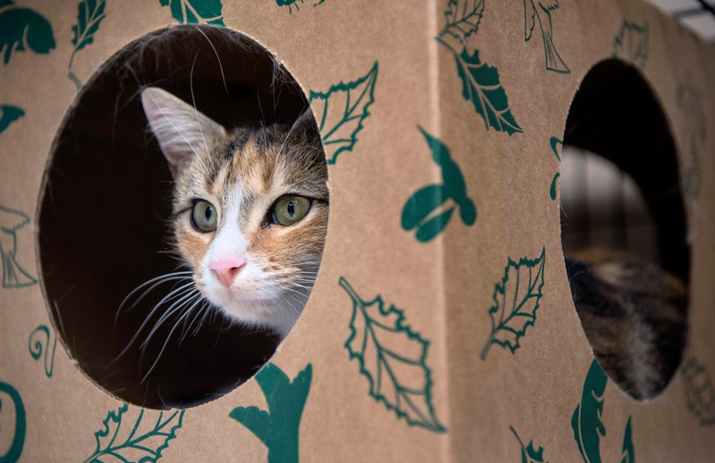 20 Fehler, die viele Katzenbesitzer machen