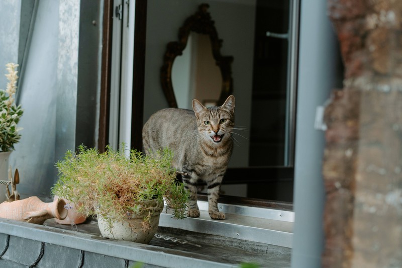 20 Fehler, die viele Katzenbesitzer machen