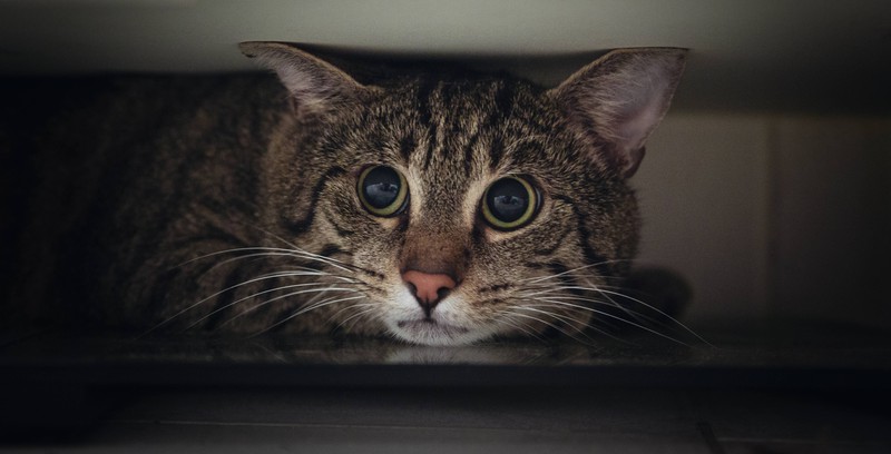 Katze hat Angst, weil sie geschlagen wurde
