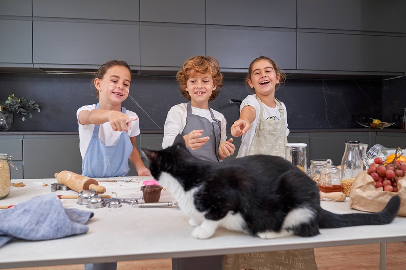 20 Fehler, die viele Katzenbesitzer machen