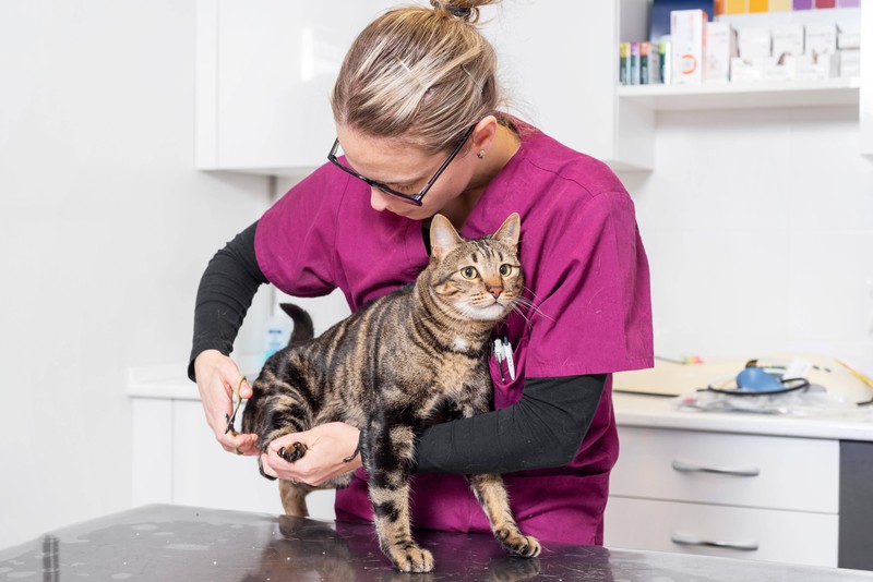 20 Fehler, die viele Katzenbesitzer machen