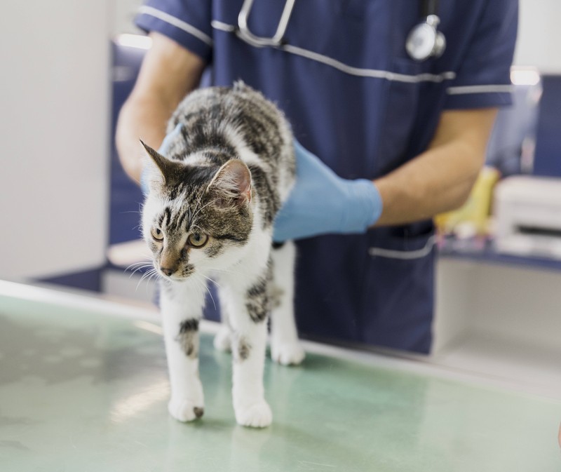 Man muss mit der Katze regelmäßig zum Tierarzt.